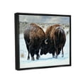 thumbnail image 3 of Stupell Industries Fighting Bison Snow Scene Animals & Insects Photography Black Floater Framed Art Print Wall Art, 21 x 17, 3 of 9