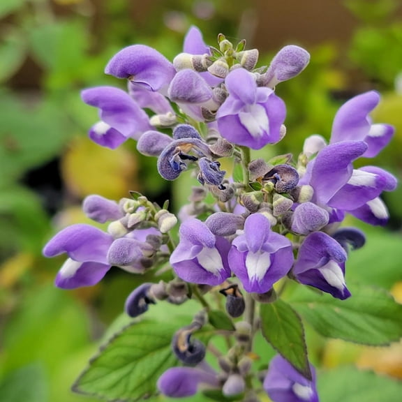 300  Scutellaria Baicalensis Seeds Baikal Skullcap MVR1 Perennial Herbaceous Garden Beds Borders Outdoor Herb Seeds