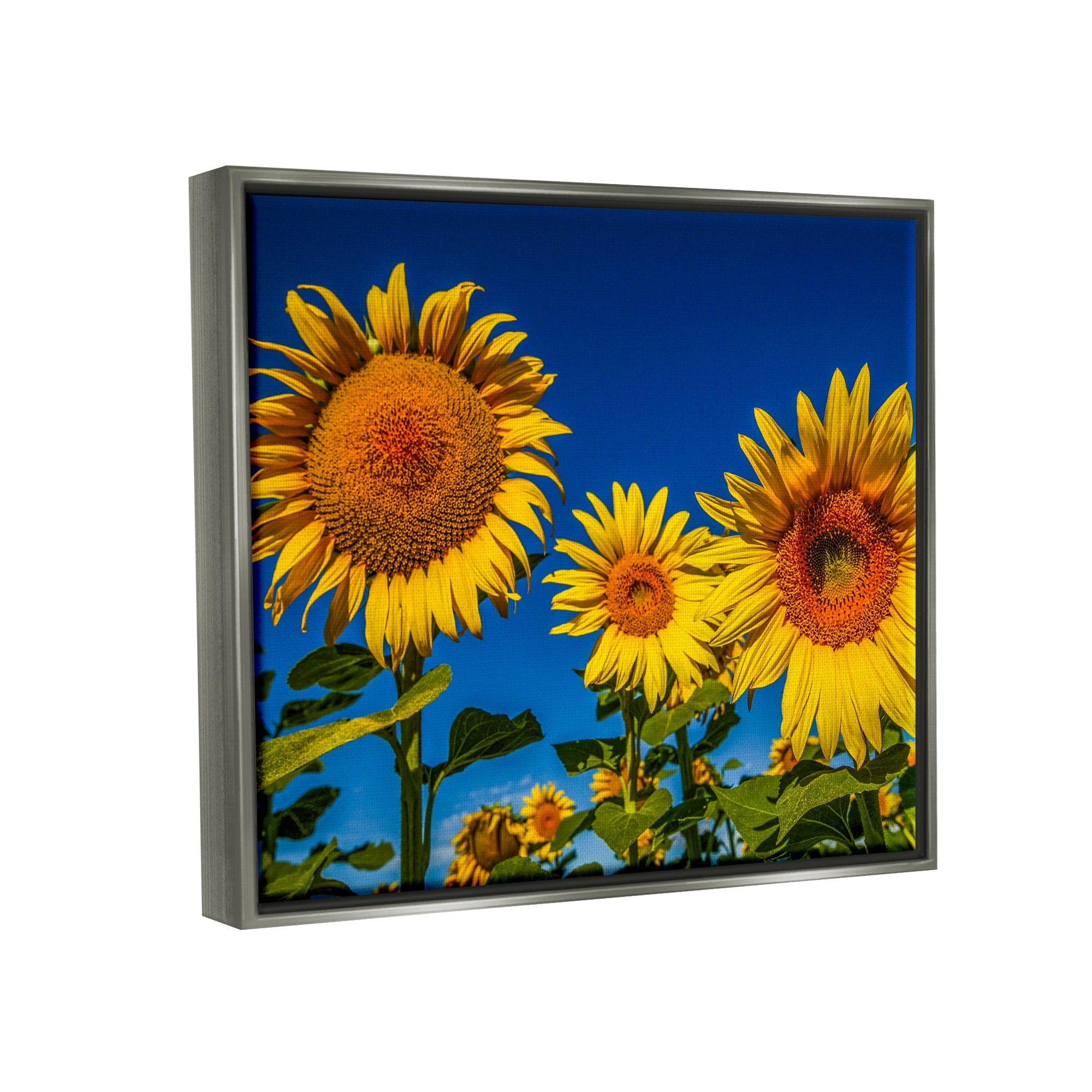 Stupell Industries Bold Sunflower Plants Against Clear Sunny Sky Photograph Luster Gray Floating Framed Canvas Print Wall Art, Design by Steve Smith