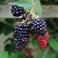 thumbnail image 4 of 2 Chester Blackberry Plants Live, Fruit Berry Bush, 4-7 Inch Tall, 4 of 5