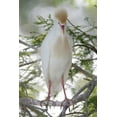 thumbnail image 2 of Morris, Arthur 17x24 Gold Ornate Wood Framed with Double Matting Museum Art Print Titled - FL Cattle egret in breeding plumage on limb, 2 of 4