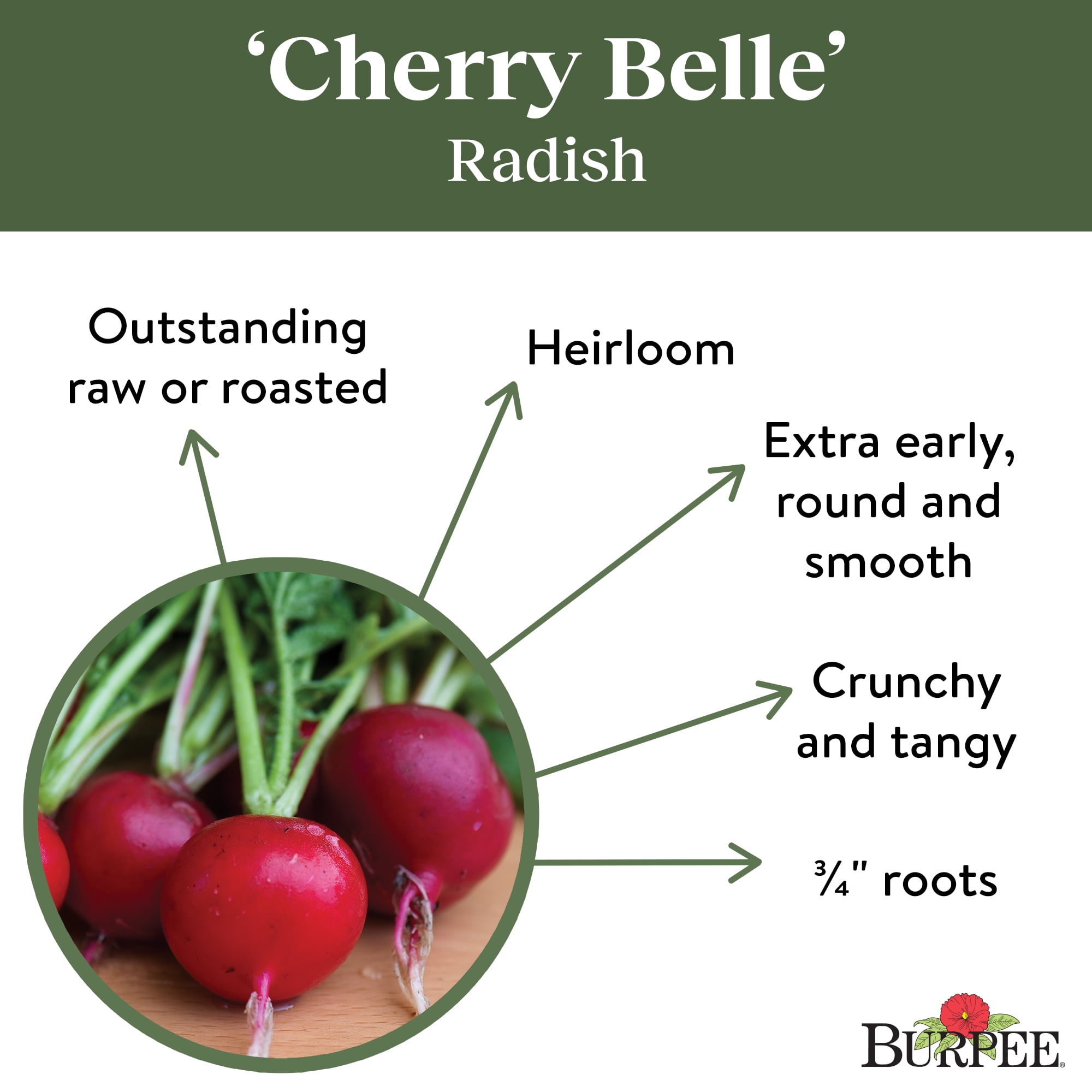 Burpee Organic Cherry Belle Radish, Plant Seeds for Home Garden