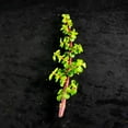 thumbnail image 4 of 12 Healthy Portulacaria Afra Succulent Cuttings - Elephant Bush, 4 of 5