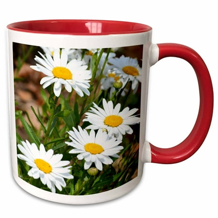 

3dRose Pretty White Daisies - Flowers - Floral Print - Two Tone Red Mug 11-ounce