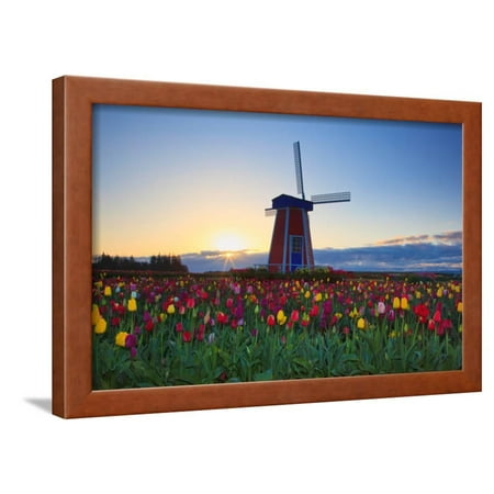 Tulip Field and Windmill  Framed Print Wall Art  By Lantern 