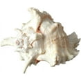 thumbnail image 5 of Murex Ramosus Shell | 1 Murex Sea Shell | 6-7" Large, 5 of 6