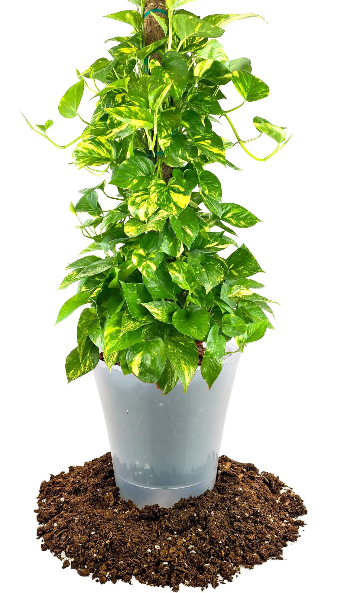 ⭐ Gardenera Labs Air-Purifying Plant Potting Mix - 20 QUART - Potting Soil for Pothos, Parlor Palm, and Peace Lily - Made with Natural and Organic Ingredients (4 Bags of 5 Quart)