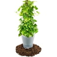 thumbnail image 2 of Gardenera Labs Premium Pothos Potting Soil Mix - Air Cleaning Plant Potting Mix, Soil Mix for Pothos, Parlor Palm, Peace Lily - (2 Quart Bag), 2 of 7