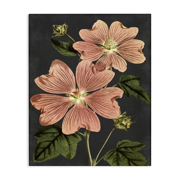 Stupell Industries French Country Botanical Drawing Pink Flower On Black Design Canvas Art, 24 x 30, by Lettered and Lined