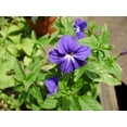 thumbnail image 5 of 50 BROWALLIA (Amethyst Flower / Bush Violet) Browallia Americana Flower Seeds, 5 of 5