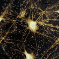 thumbnail image 2 of CafePress - Motor Neurons, Light Micrograph -  Round Wood Ornament 4", 2 of 2