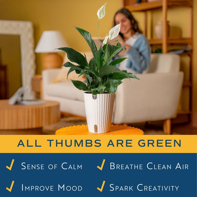 Costa Farms 12 inch Peace Lily Live Plants in 5 inch Self-Watering Pot, Size: Medium