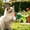 Multicolor, variant on 10 Pack Chirping Bird Cat Toy Refills, Colorful Realistic Feather Squeaky Bird Attachments for Interactive Cat Wand Teaser