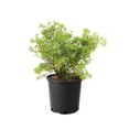 thumbnail image 1 of 2 Gallon Yellow Potentilla Flowering Shrub, 1 of 6