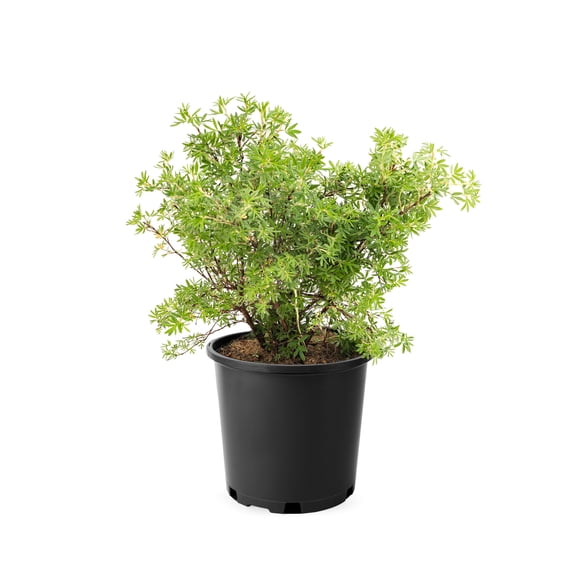 2 Gallon Yellow Potentilla Flowering Shrub
