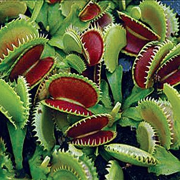 Asian Pitcher Plant - Nepenthes - Carnivorous - Exotic - 4" Hanging Pot ...