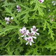 thumbnail image 4 of Citronella Pelargonium Plant Live for Planting, Pelargonium Citronellum Plant for Indoor Outdoor 4 to 6 Inch Tall, 4 of 7