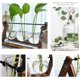thumbnail image 2 of Planta con soporte de madera, lámpara de aire, jarrón de vidrio, soporte giratorio de metal, mesa retro compatible con la hidropónica, decoración de oficina, jardín de hogar, 3 Afortunado Sencillez, 2 of 5