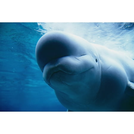 Underwater Close Up View Of A Captive Beluga Whale Swimming Near The Surface At The Pt Defiance Zoological Park In Tacoma Washington Stretched Canvas - Mark Newman  Design Pics (17 x