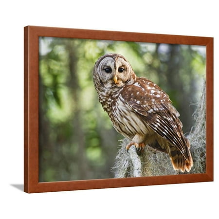 Barred Owl in Old Growth East Texas Forest With Spanish Moss, Caddo Lake, Texas, USA Framed Print Wall Art By Larry (Best East Texas Towns)