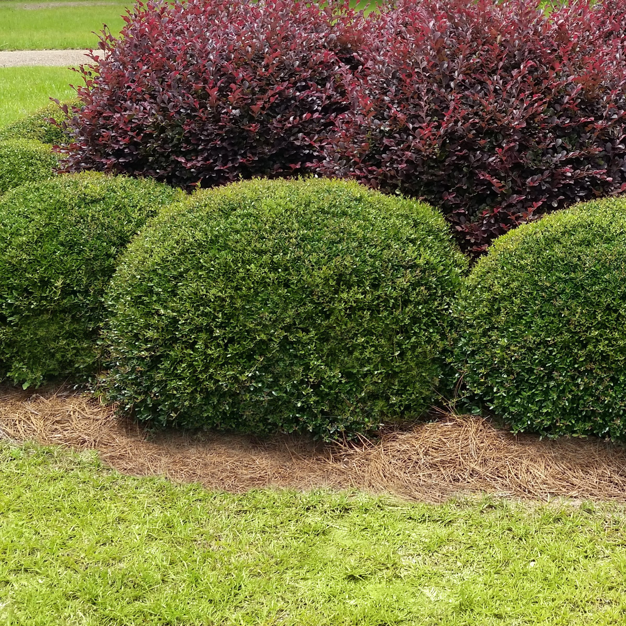 National Plant Network 4 in. Dwarf Yaupon (32-Pack)