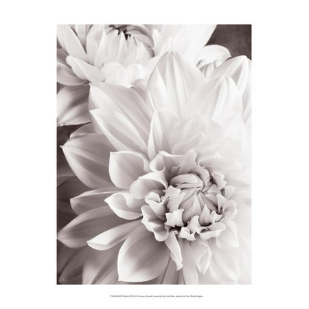 Black and White Dahlias II Flower Photography Print Wall Art By Christine