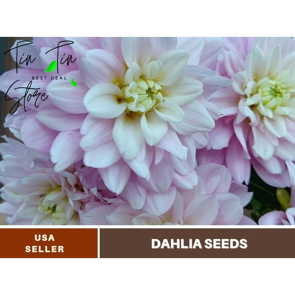 40  Seeds| Charlotte Mae Dahlia Perennial Seeds - Flower See | Seeds, Herbal Seeds, No GMO, Chinese Seeds, Authentic Seed#D029
