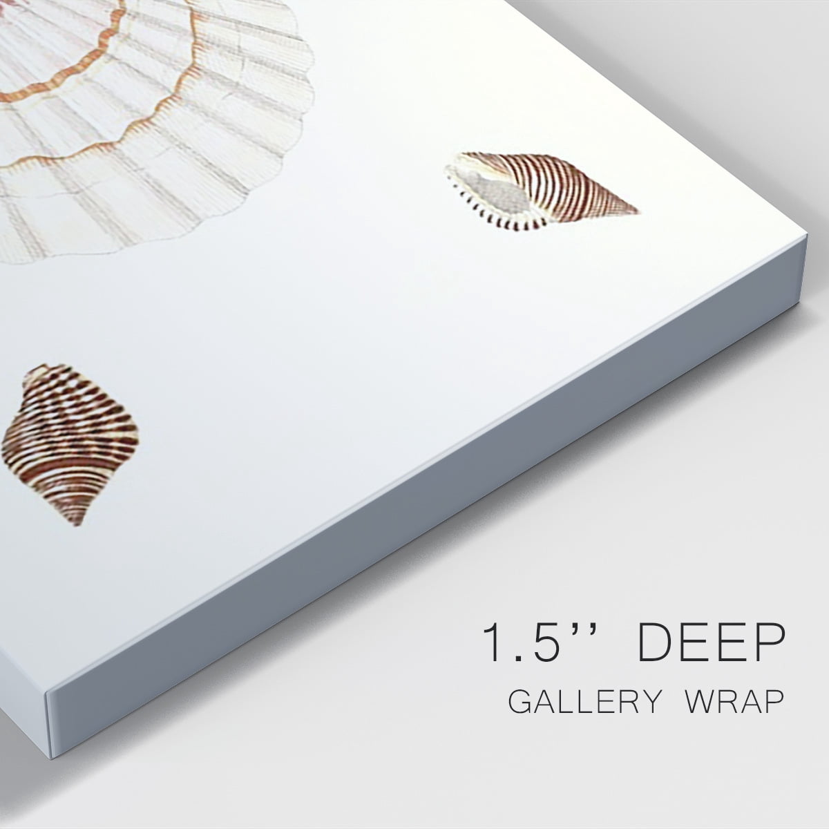 Pastel Knorr Shells IV Premium Gallery Wrapped Canvas - Ready to Hang