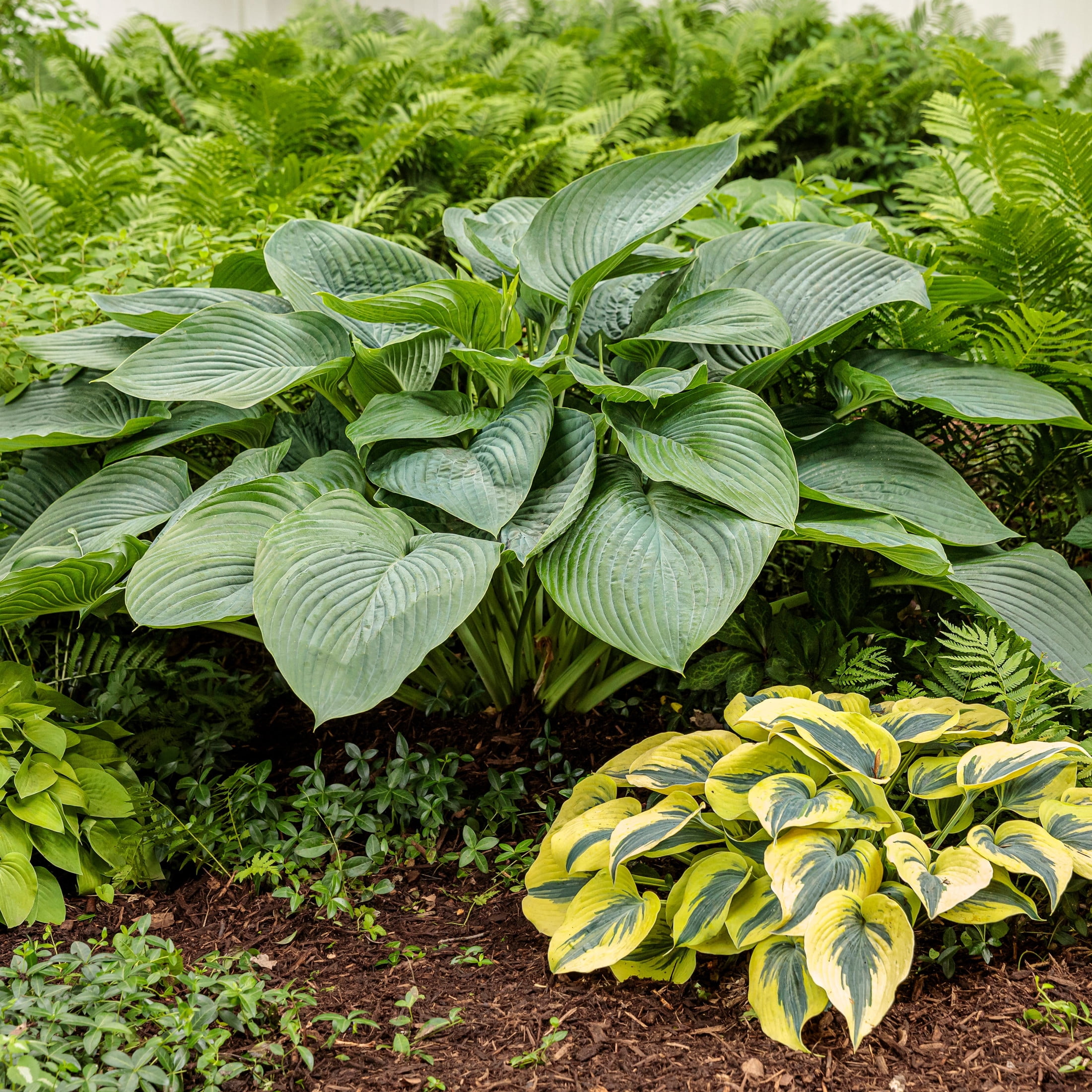 Proven Winners 6" Shadowland 'Empress Wu' Hosta Live Plant in 6.5" Pot