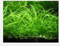 Chain Sword Narrow Leaf – Live Aquarium Plant for Freshwater Tanks