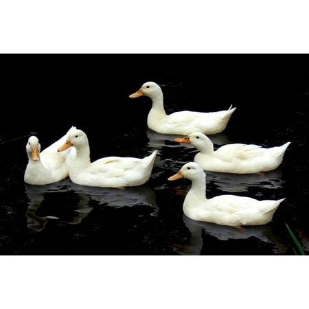 Aylesbury Ducks - Canvas Print Aylesbury Ducks Swimming Birds Lake Water Wildlife Stretched Canvas 10 x 14