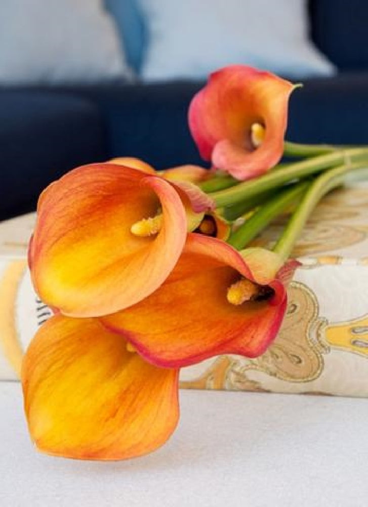 Cancun Calla Lily Bulb 14/16cm Tropical Orange