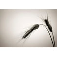 thumbnail image 2 of Steger, Uwe 14x11 White Modern Wood Framed Museum Art Print Titled - Sommertraum V, 2 of 4