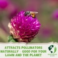 thumbnail image 4 of Earthwise Seed Company Crimson Clover Seeds, 1 lb Coverage 1000 sq ft, Spring Blooming Cover Crop (1 lb), 4 of 10