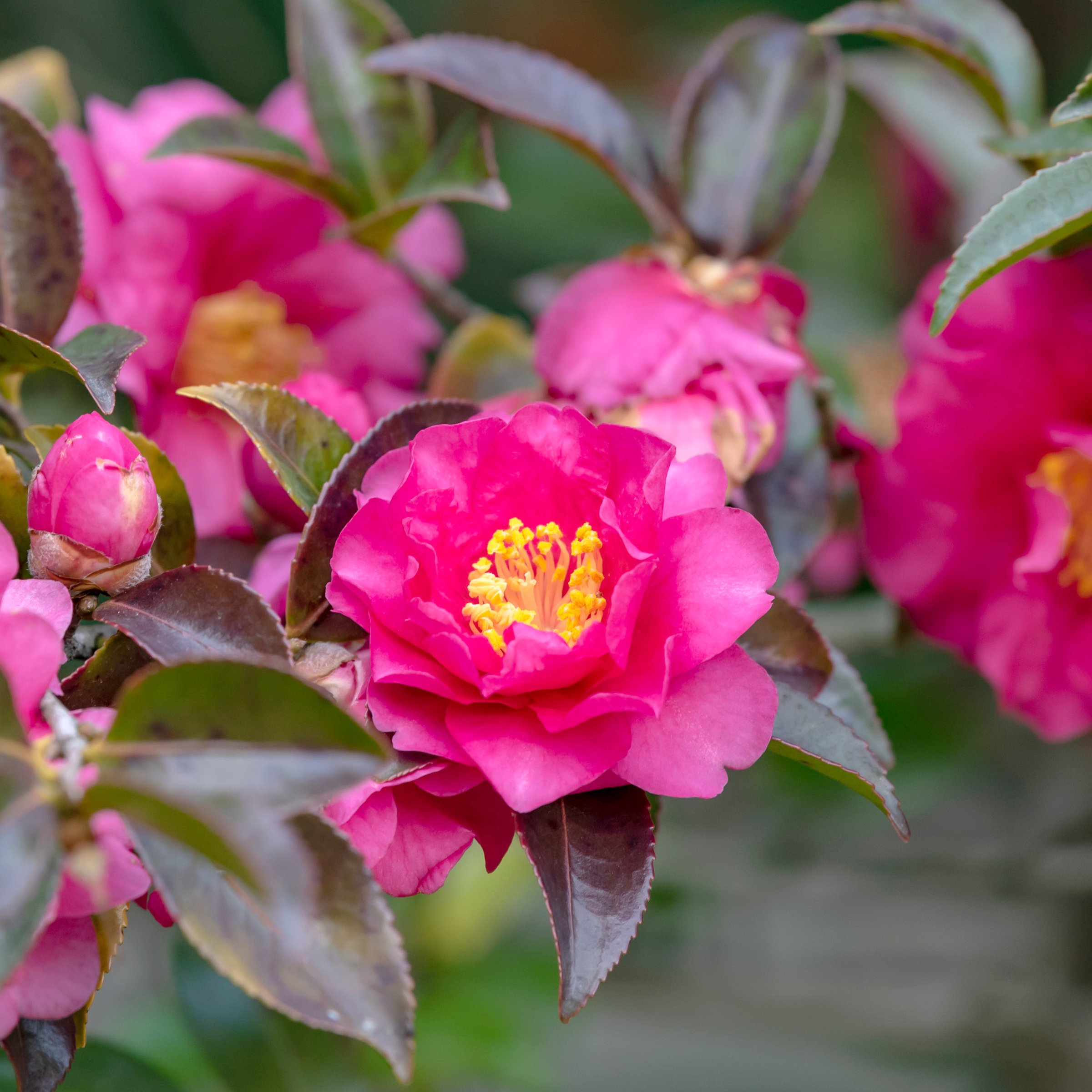 National Plant Network 3 gal. Camellia Sasanqua Rose of Autumn Shrub
