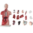thumbnail image 1 of Modèle d'Assemblage Anatomique VALINK 4D d'Organes Humains pour l'Enseignement de l'École, 1 of 5