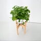 thumbnail image 1 of Rack de plantas escalable, estante de macetas seguras, dise?o de florero para 10-12.6 pulgadas, estilo moderno, display para hogar, oficina, jardín, capacidad hasta 12 macetas, metal, 1 of 6