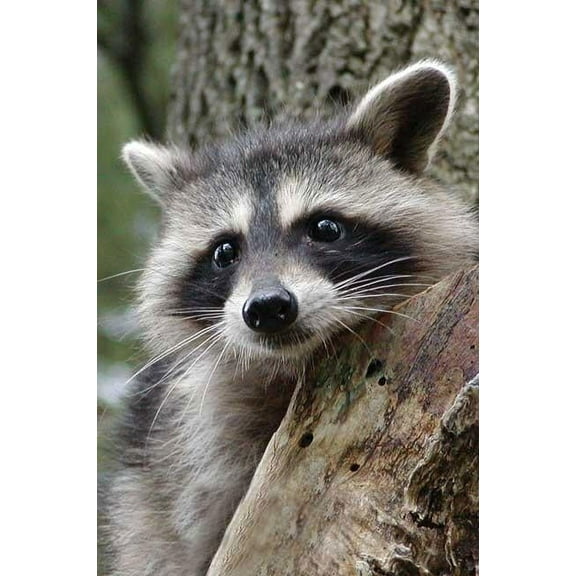 Nodin Press Blank Journals: Raccoon Blank Journal (Hardcover)