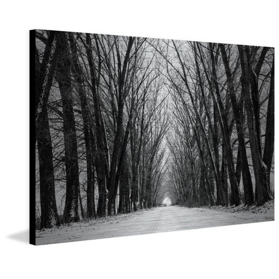Parvez Taj Pt-Wnpw-76-Al-60 40" x 60" "Rows Of Trees" Art Print On Aluminum