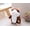 Dark brown, variant on Dsseng Adorable Gift Toy Talking Hamster Mouse Plush Doll for Kids Mimicry child Plush Toy Gift Repeats What You Say