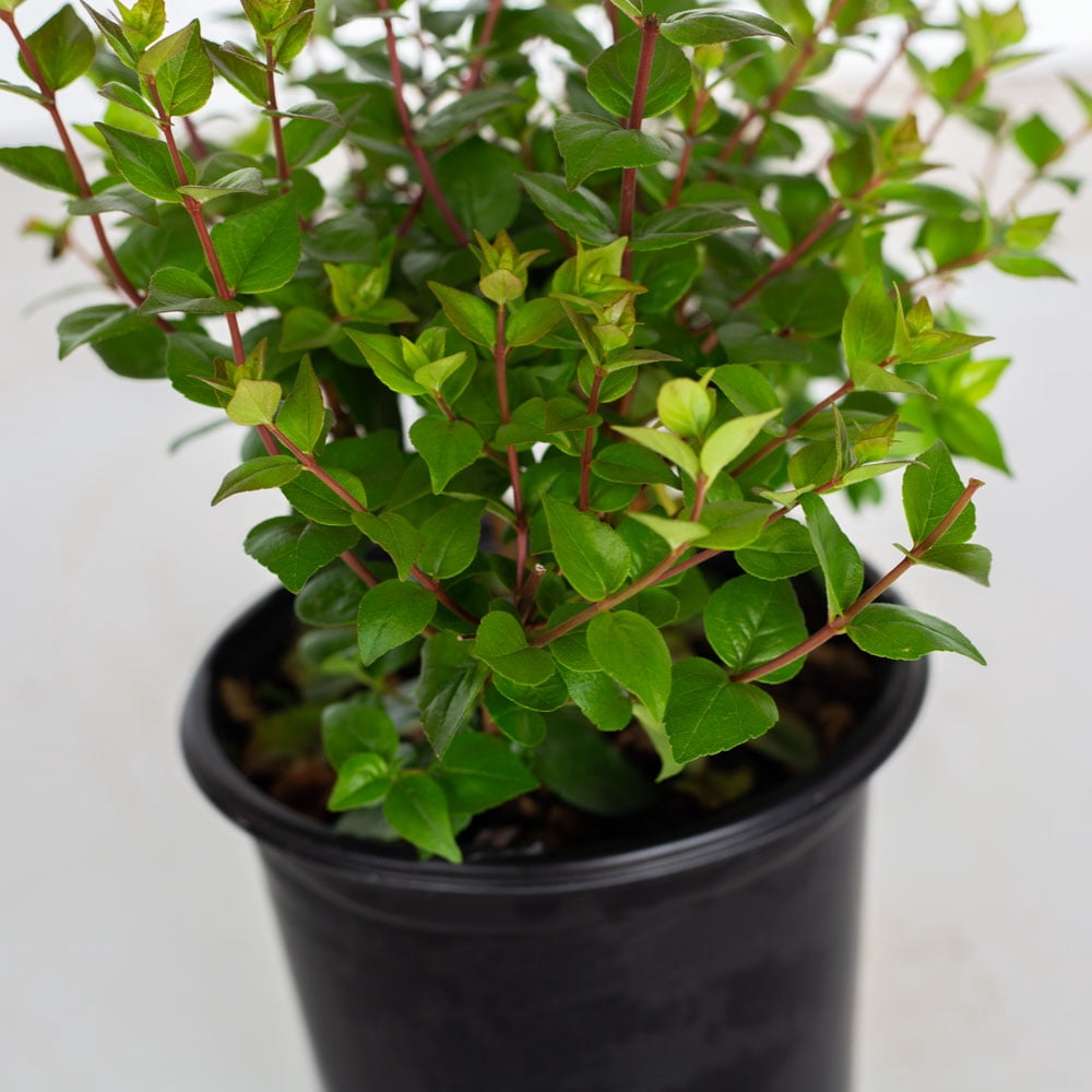 Expert Gardener Rose Creek Abelia (2.5 Qt) Semi-Evergreen Flowering Shrub - Full Sun to Part Sun Live Outdoor Plant