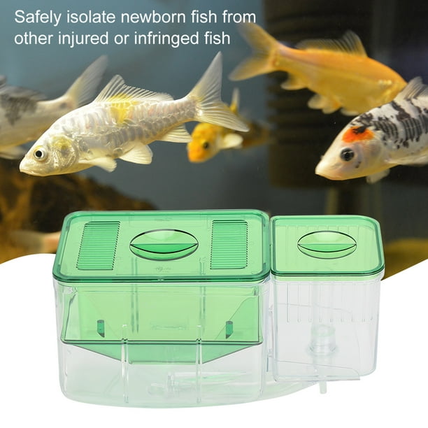 Gupbes Fish Breeding Box, Transparent Aquarium Little Fish