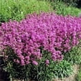 thumbnail image 1 of 1000 TALL CATCHFLY (Campion / None So Pretty) Silene Armeria Pink Flower Seeds, 1 of 5