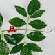 thumbnail image 4 of 10 Uds. Dobladores De Plantas De Plástico A Prueba De Envejecimiento Clips De Entrenador De Plantas Que No Se Desvanecen Doblador De Ramas Kit De Plantación De Abrazadera De Flexión De Cultivo De Plan Muyoka Hogar, 4 of 6