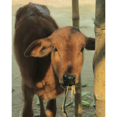 Canvas Print Calf Morning Farm Calf Eating Animal Cow Eating Stretched Canvas 10 x (Best Way To Stretch Calves)