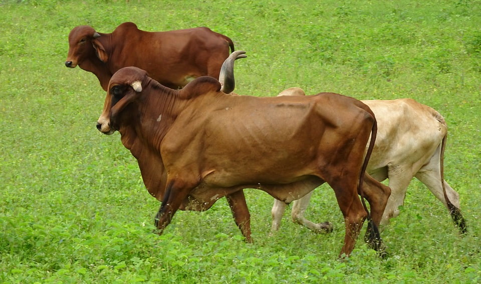 zebu smart watch