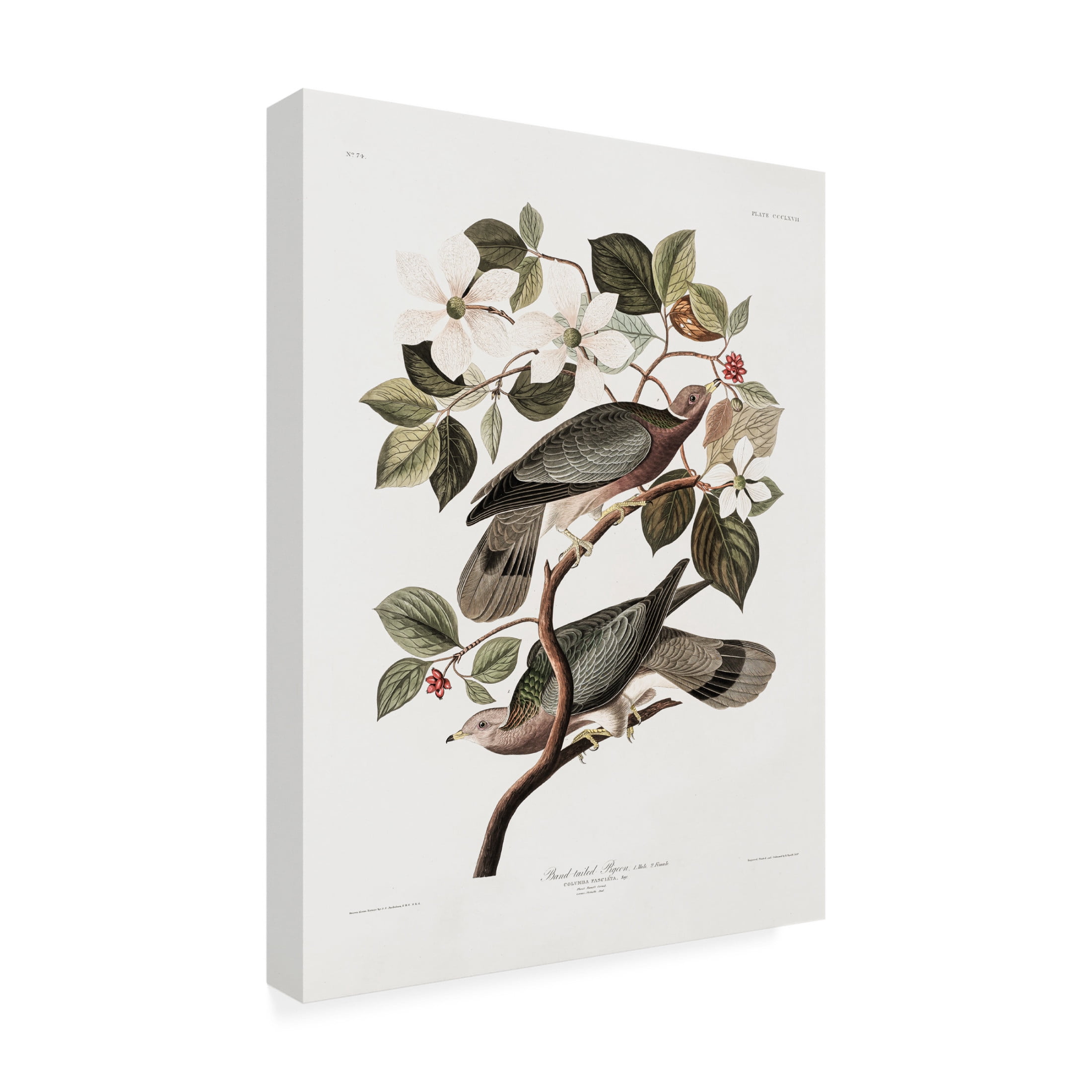 Trademark Fine Art Pictufy Brand Tailed Pigeon From Birds Of America 1827 Canvas Wall Art
