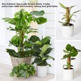 thumbnail image 3 of Polo de escalada de plantas enredaderas de jardinería interior Pegados Reutilizables Reutilizable Hacia arriba Cultivo de soporte Extensión de extensión Invernadero 40 cm 4 piezas seitruly HA059509-02, 3 of 7