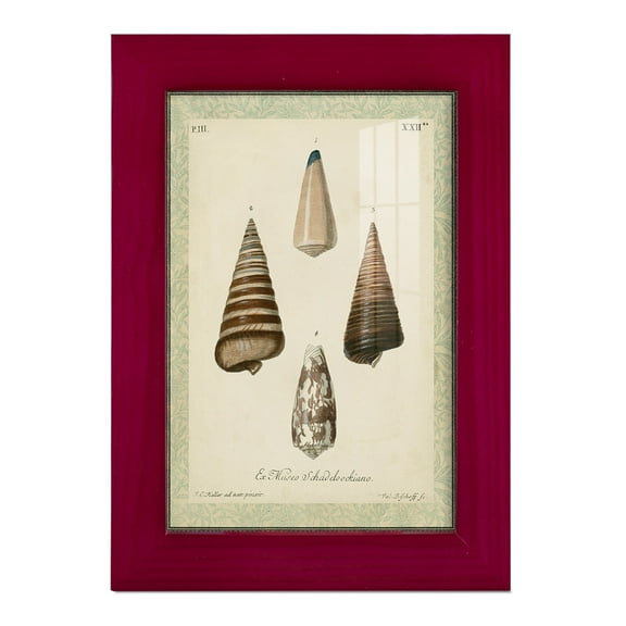 Bookplate Shells VI - Framed Print w/glass - Cherry Red