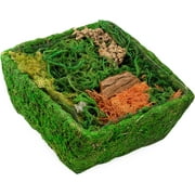 Square Fairy Garden Display, DIY Dried Moss Enchanted Landscape Terrarium Starter Kit